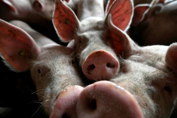 Les Philippines confirment de premiers cas de peste porcine 