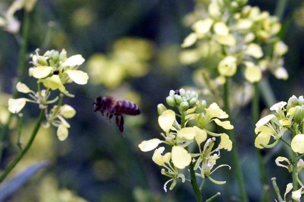 «Les abeilles sont une alternative aux intrants chimiques» 