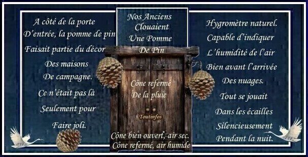 Une pomme de pin 