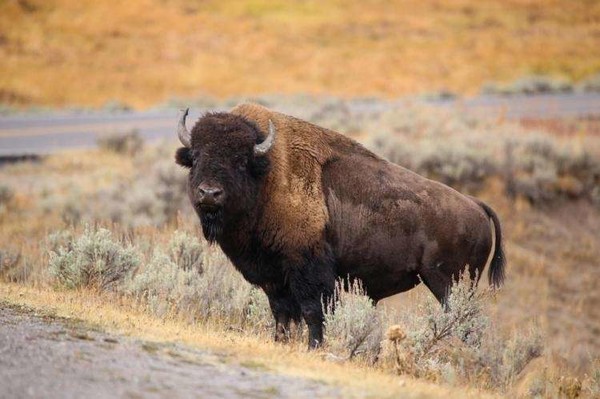 États-Unis. Une randonneuse s’approche d’un bison 