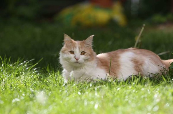 Coronavirus : un chat infecté en France
