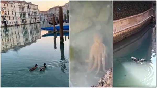 Dans Venise désertée, les animaux s’approprient les canaux 