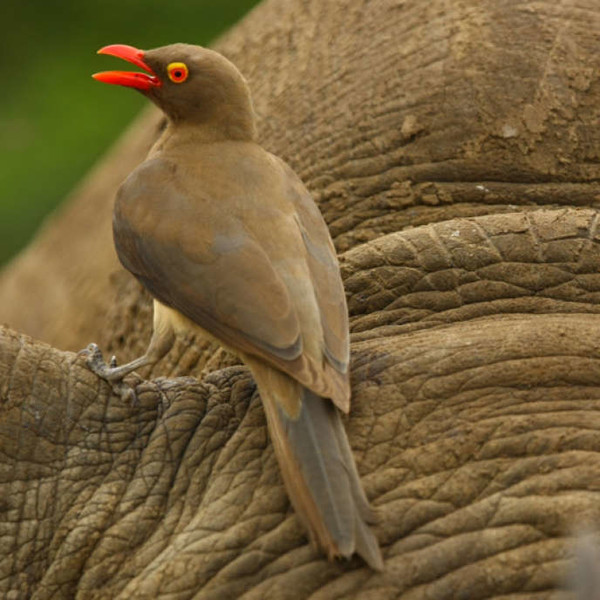 Piquebœuf à bec rouge 