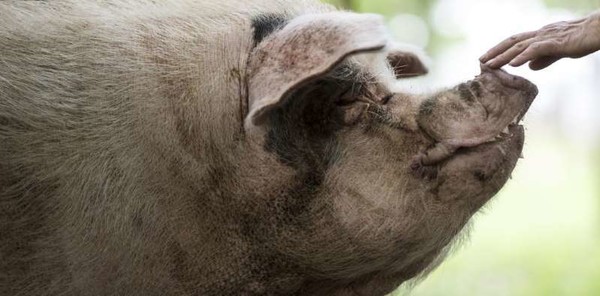 Contre la peste porcine, la Chine élève des cochons géants 