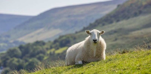 Pour apprendre à sauver les moutons allongés sur le dos