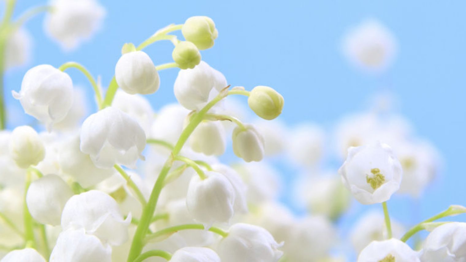 Comment Le Muguet Passe T Il L'hiver