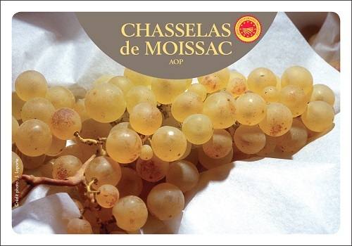 Chasselas De Moissac Prix